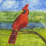 Fox Valley Cardinal
